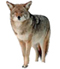 Coyotes